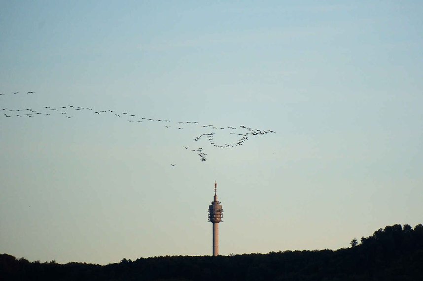 Kraniche &uuml;ber dem S&uuml;dharz