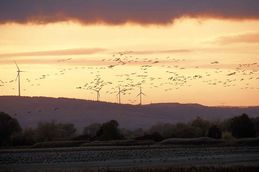 Kraniche &uuml;ber dem S&uuml;dharz