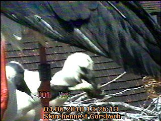 Neues aus dem Storchennest