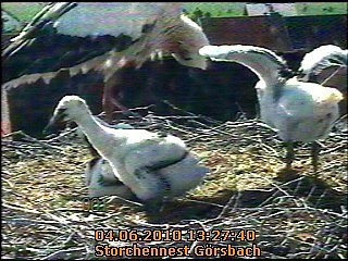 Neues aus dem Storchennest