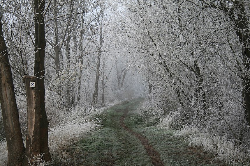 Winterlandschaft bei Kelbra