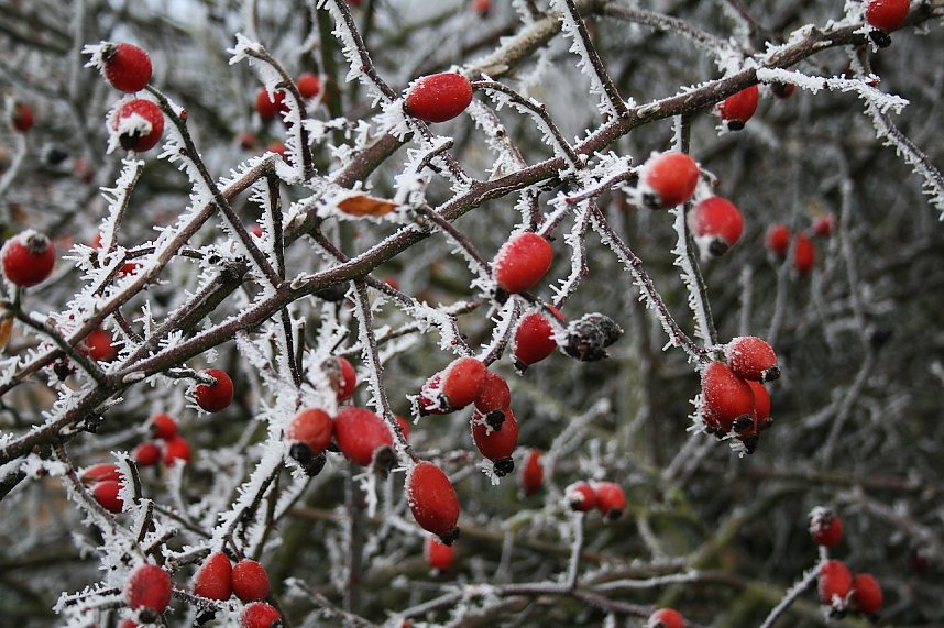 Winterlandschaft bei Kelbra