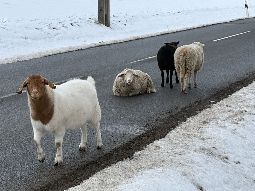 Eine Tierhaltung im Landkreis Nordhausen wurde aufgel&ouml;st.
