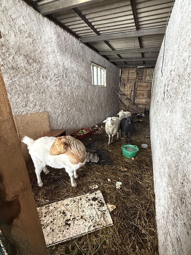 Eine Tierhaltung im Landkreis Nordhausen wurde aufgel&ouml;st.