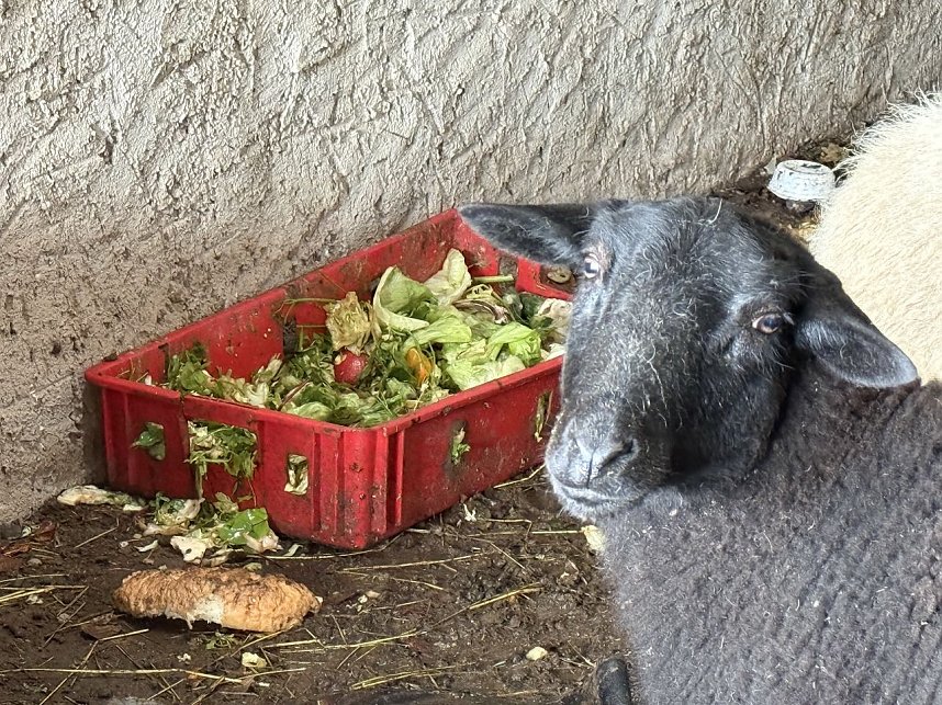 Eine Tierhaltung im Landkreis Nordhausen wurde aufgel&ouml;st.
