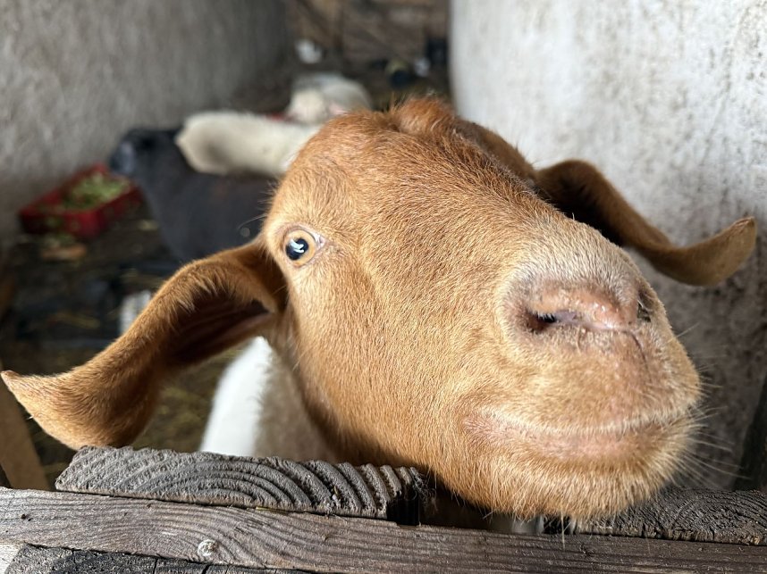 Eine Tierhaltung im Landkreis Nordhausen wurde aufgel&ouml;st.