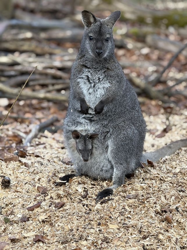 Das Bennetk&auml;nguru-Baby schaut aus dem Beutel.