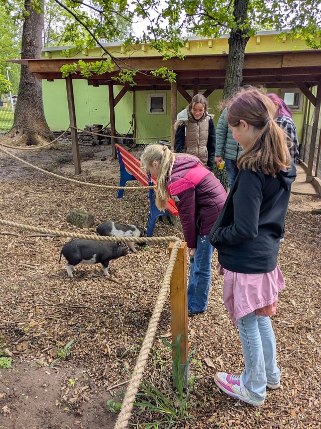 F&uuml;r die kleinen Schweinchen werden Namen gesucht.