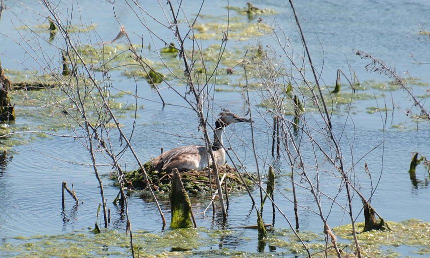 Impressionen vom Stausee Kelbra