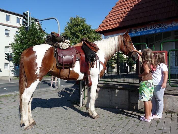 Pferd in der Stadt