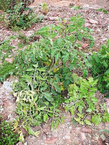 Geotop Haldenbefahrung