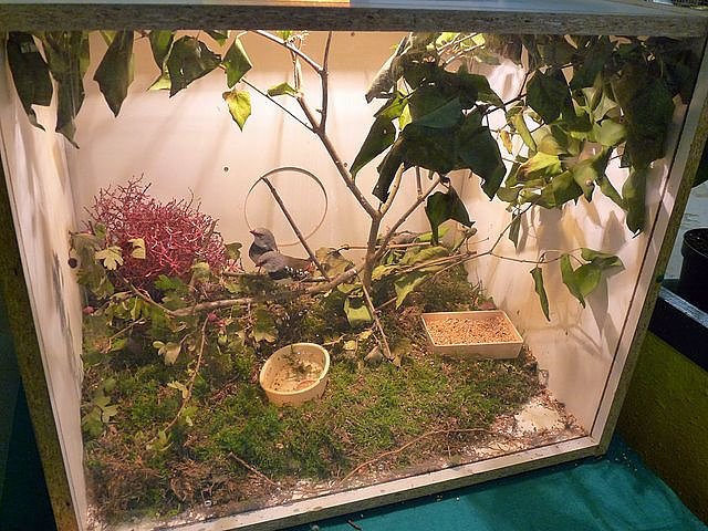 Vogelausstellung in Sondershausen