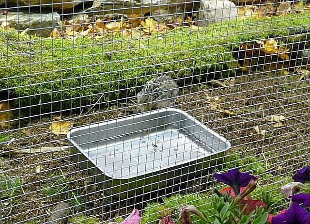 Vogelausstellung in Sondershausen