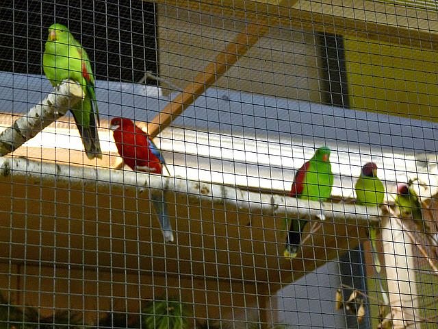 Vogelausstellung in Sondershausen