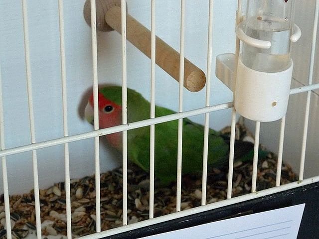 Vogelausstellung in Sondershausen