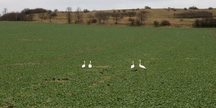 Unstrut bei Bottendorf