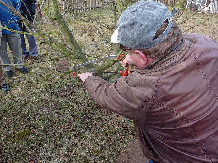 Baumschnittseminar
